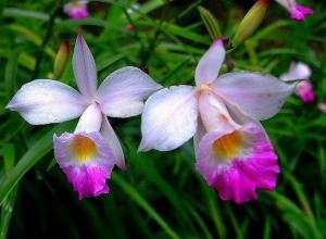 二叶兰图片,自然界的绿色精灵