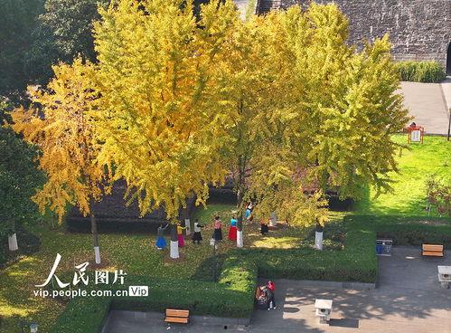 银杏树的照片,探寻古树的生命密码