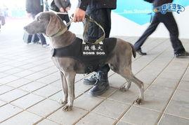 警犬来啦花絮片段,花絮片段揭秘